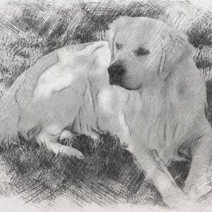 Meet your Posher, Sumoovr